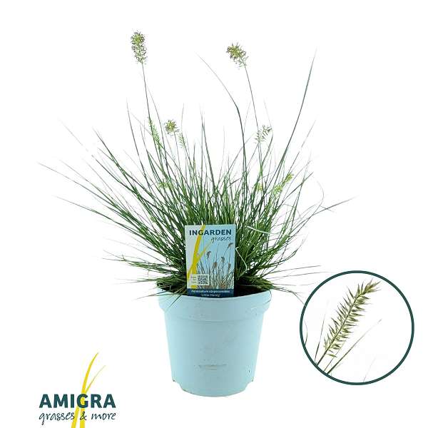 Picture of Pennisetum alop  little honey