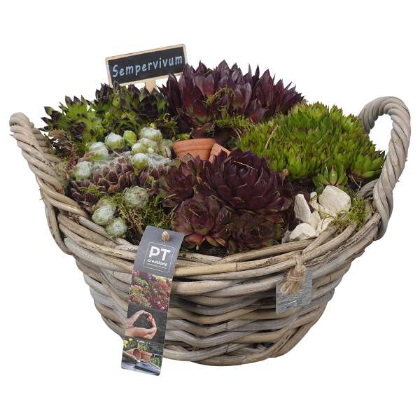 Picture of Sempervivum arrangement in wicker basket
