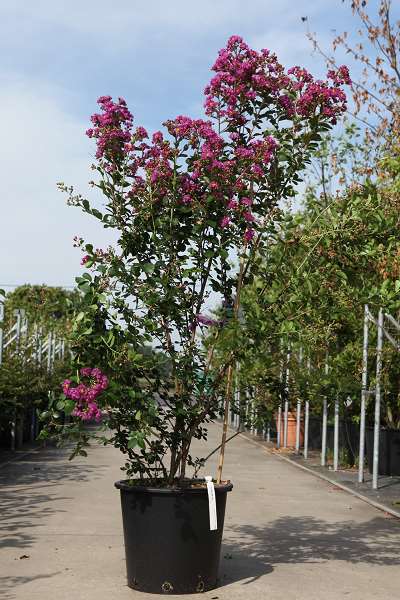 Picture of Lagerstroemia indica braise d'été (pbr)