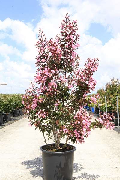 Picture of Lagerstroemia indica rhapsody in pink