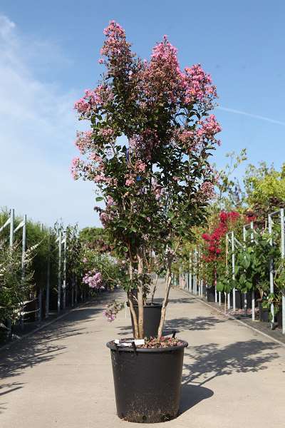 Picture of Lagerstroemia indica rhapsody in pink