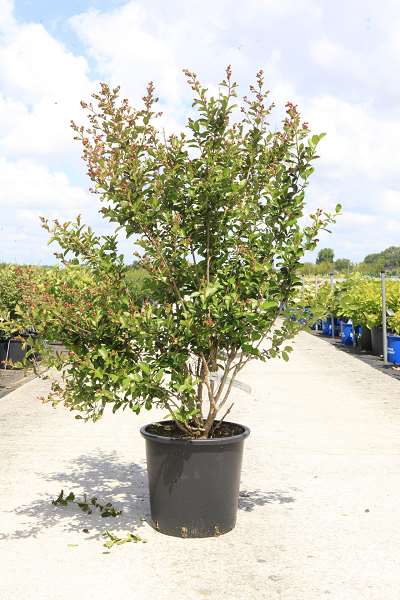 Picture of Lagerstroemia indica violet d'été (pbr)