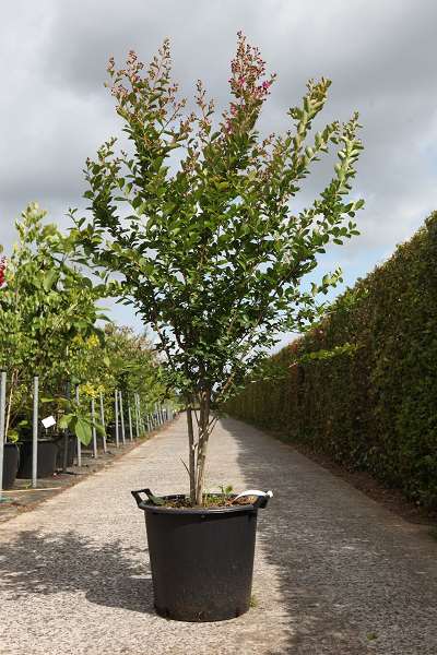 Picture of Lagerstroemia indica violet d'été (pbr)