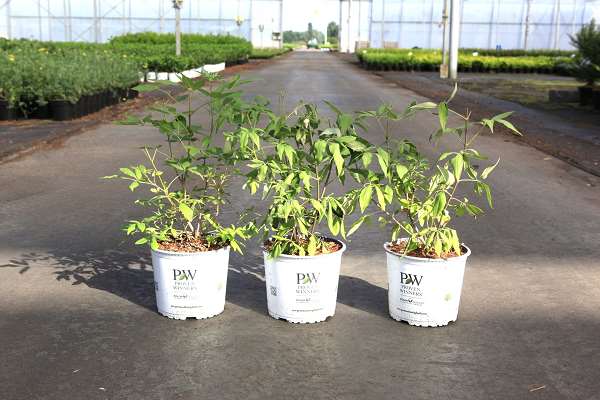 Picture of Vitex agnus-castus blue diddley