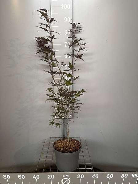 Picture of Acer pal  'atropurpureum'