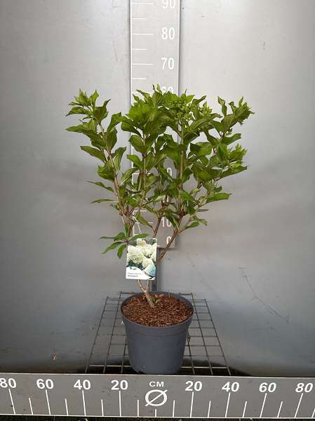 Picture of Hydrangea pan  'minty spirit'