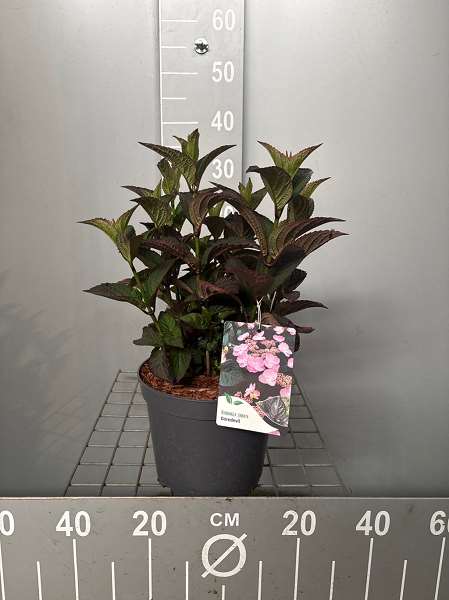 Picture of Hydrangea serr  'daredevil'