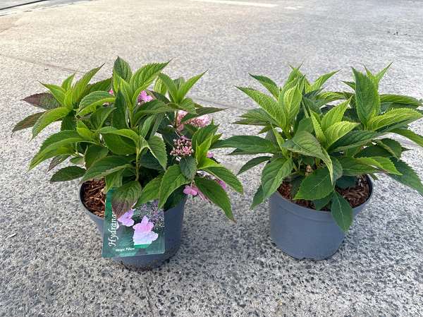 Picture of Hydrangea serr  'magic pillow'