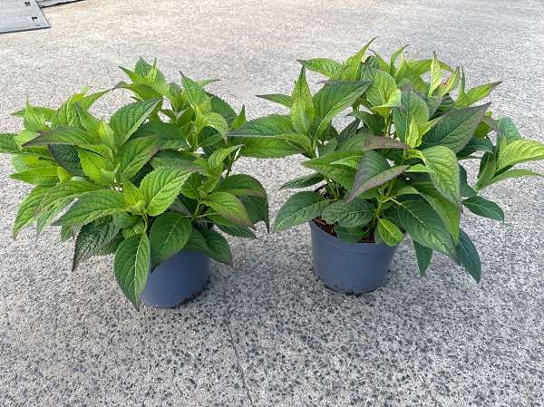 Picture of Hydrangea serr  'summer glow'