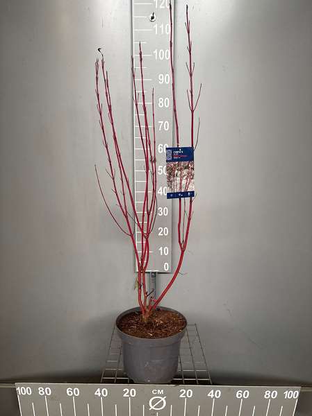 Picture of Cornus alba 'baton rouge ®' ‘ minbat’ pbr