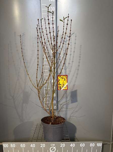 Picture of Forsythia int  'spectabilis'