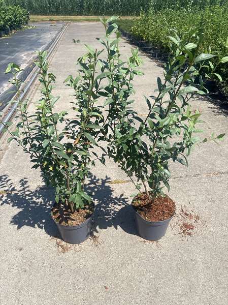 Picture of Ligustrum vulgare