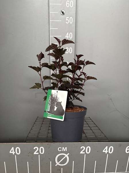 Picture of Physocarpus opuifl  panther