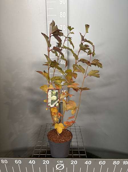 Picture of Viburnum opulus 'roseum'