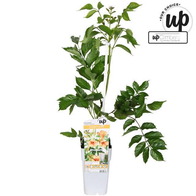 Picture of Campsis tagliabuana indian summer