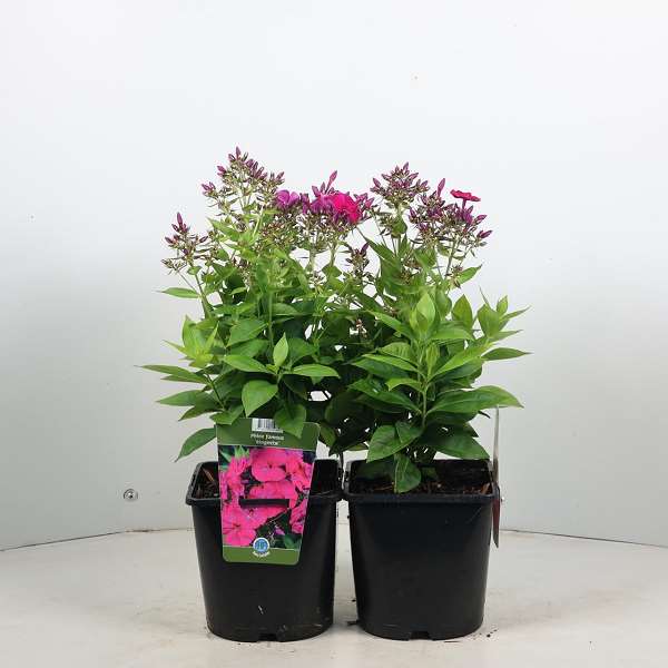 Picture of Phlox paniculata famous magenta