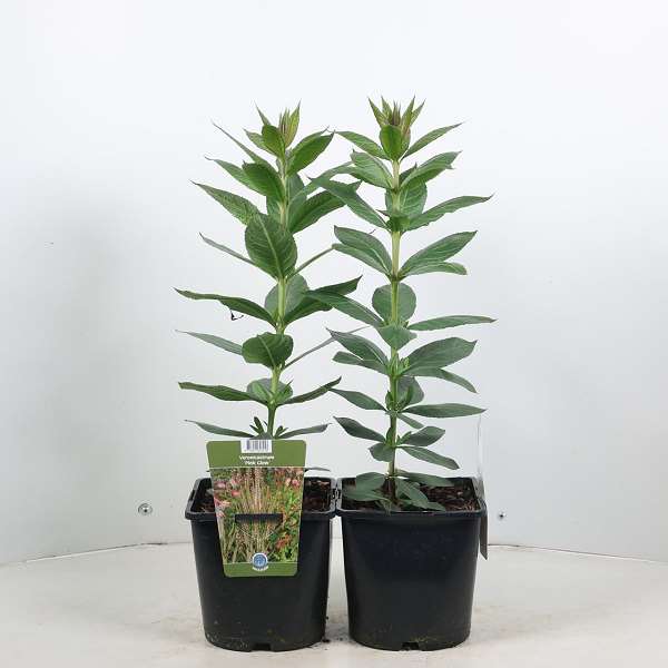 Picture of Veronicastrum virginicum pink glow