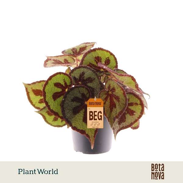 Picture of Begonia masoniana mountain