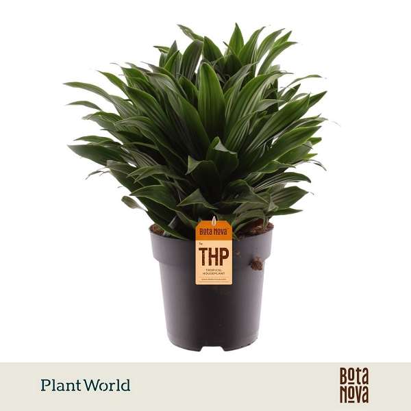 Picture of Dracaene fragrans compacta