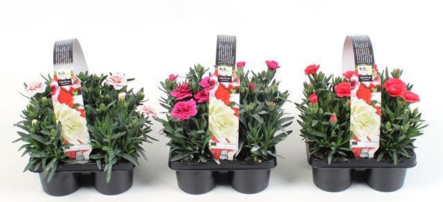 Picture of Dianthus caryophyllus mix 04-pack