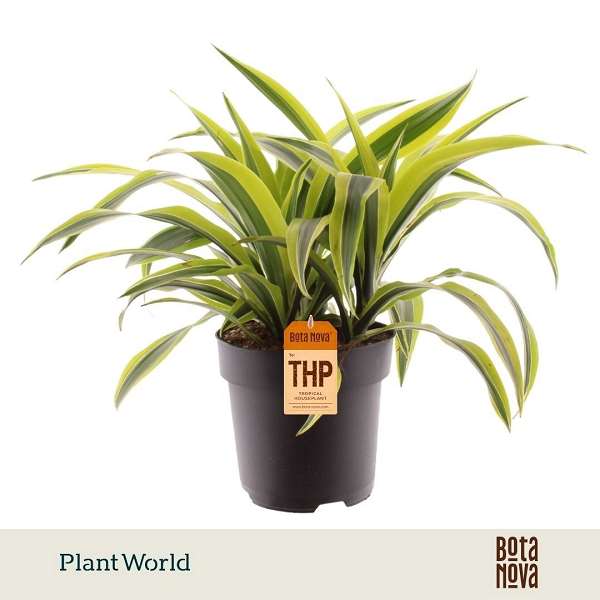 Picture of Dracaena fragrans lemon lime
