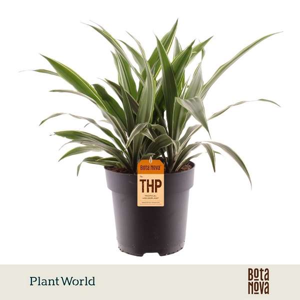 Picture of Dracaena fragrans warneckei