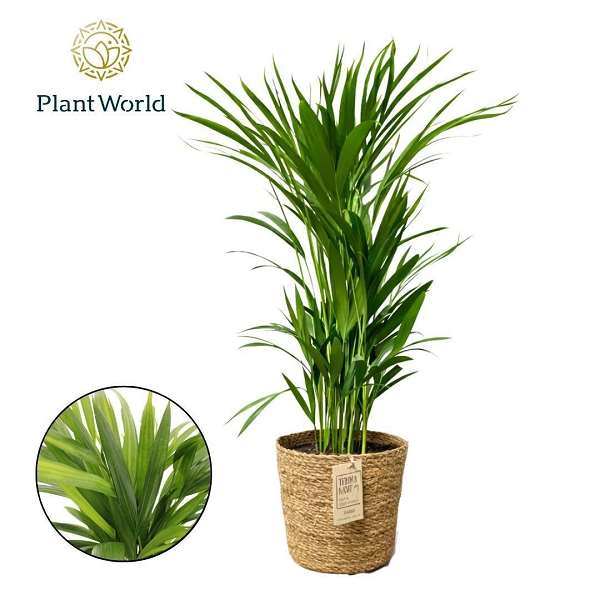 Picture of Dypsis lutescens in basket