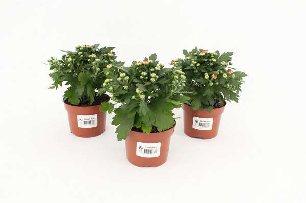 Picture of Chrysanthemum gardenmum orange