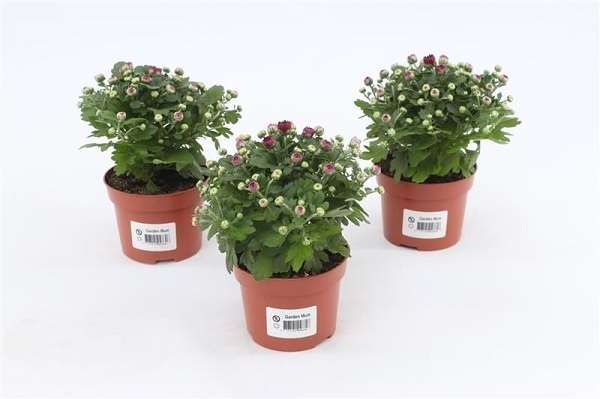 Picture of Chrysanthemum gardenmum purple