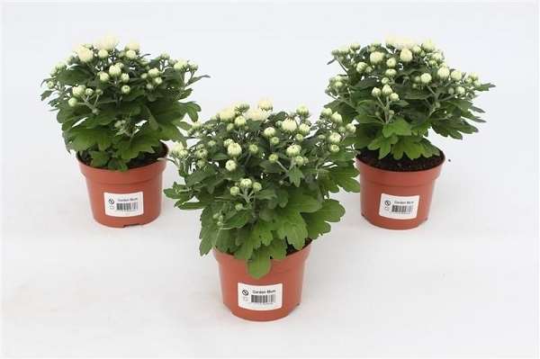 Picture of Chrysanthemum gardenmum white