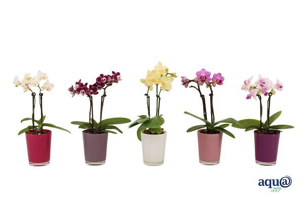 Picture of Phalaenopsis 02-stem mini mix in glass