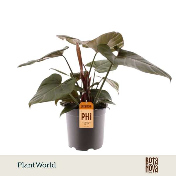 Picture of Philodendron summer glory