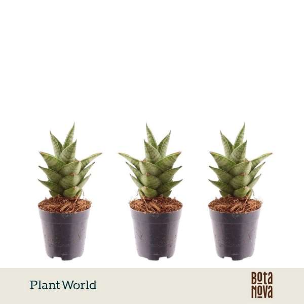 Picture of Dracaena trifasciata pagoda