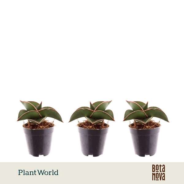 Picture of Sansevieria samurai compacta