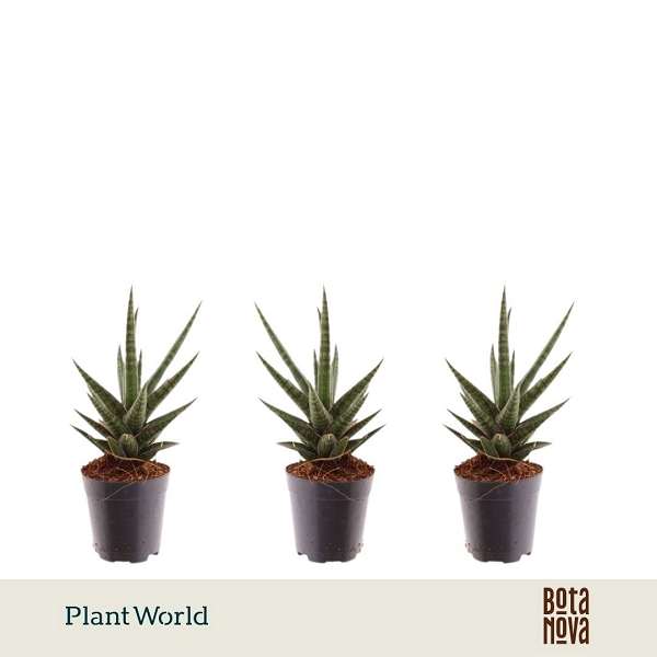 Picture of Sansevieria cylindrica torch