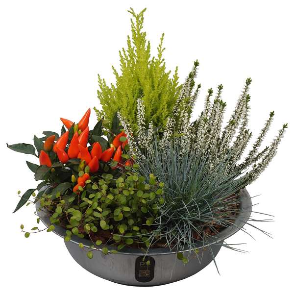 Picture of Autumn arrangement 05pp in zinc - outdoor