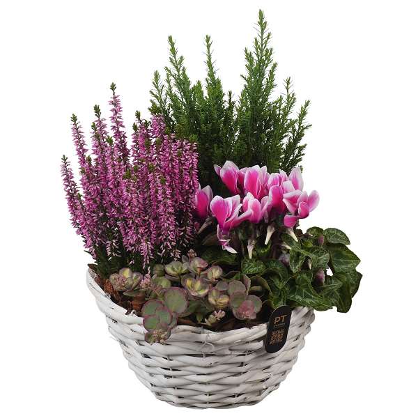Picture of Autumn arrangement 05pp in basket - outdoor