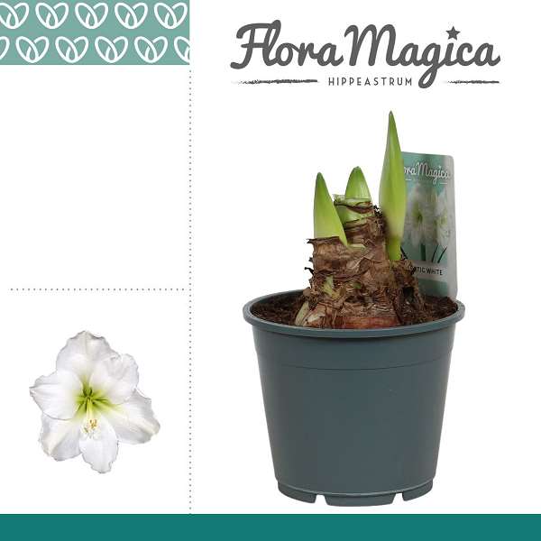 Picture of Hippeastrum (amaryllis) 02-fl arctic white