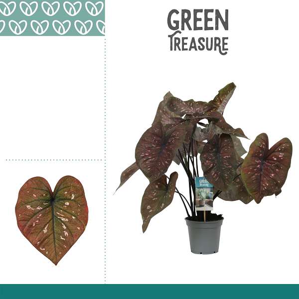 Picture of Caladium rain or shine