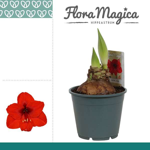 Picture of Hippeastrum (amaryllis) 02-fl royal red