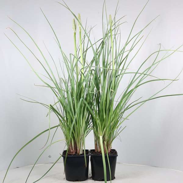 Picture of Kniphofia magical snow torch
