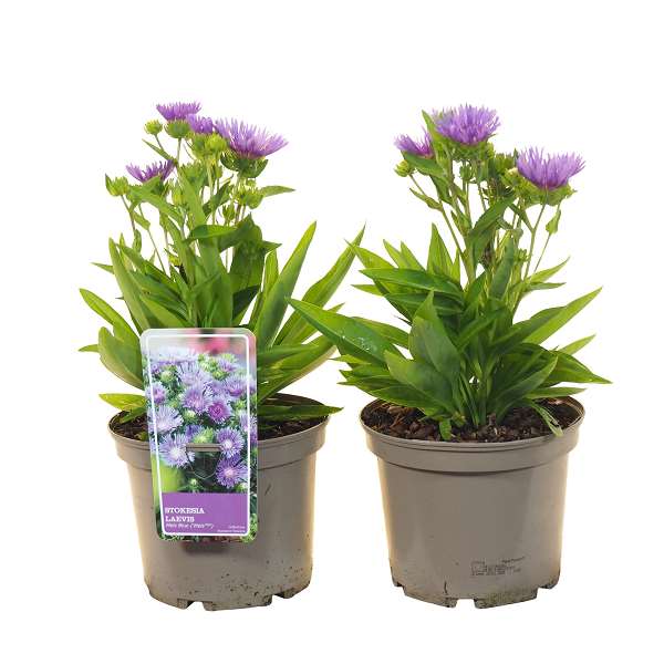 Picture of Stokesia laevis mel's blue