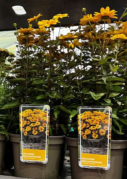 Picture of Heliopsis heleanthoides sunopsis sunspot