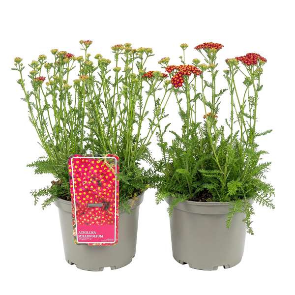 Picture of Achillea millefolium skysail fire