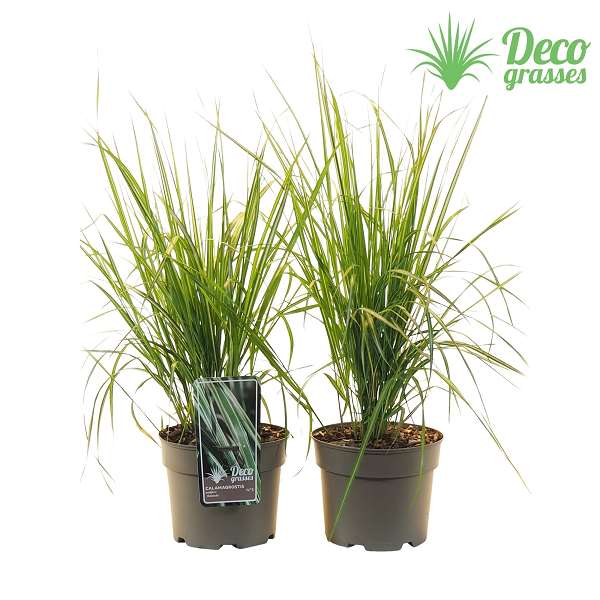 Picture of Calamagrostis acutiflora avalanche