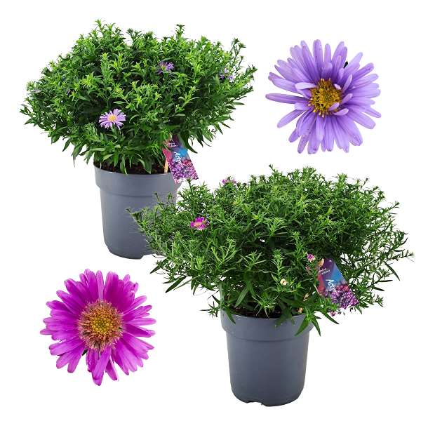 Picture of Aster dumosus alpha mix