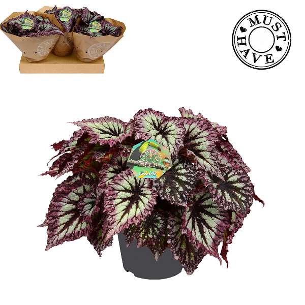 Picture of Begonia rex fireworks