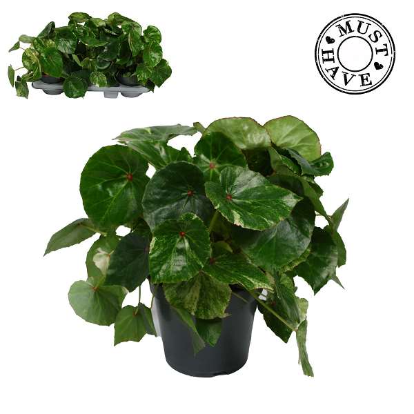 Picture of Begonia red variegated
