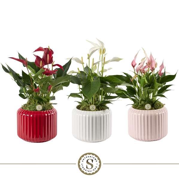 Picture of Anthurium million fleurs in ceramic
