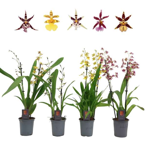 Picture of Oncidium 02/03-stem mix